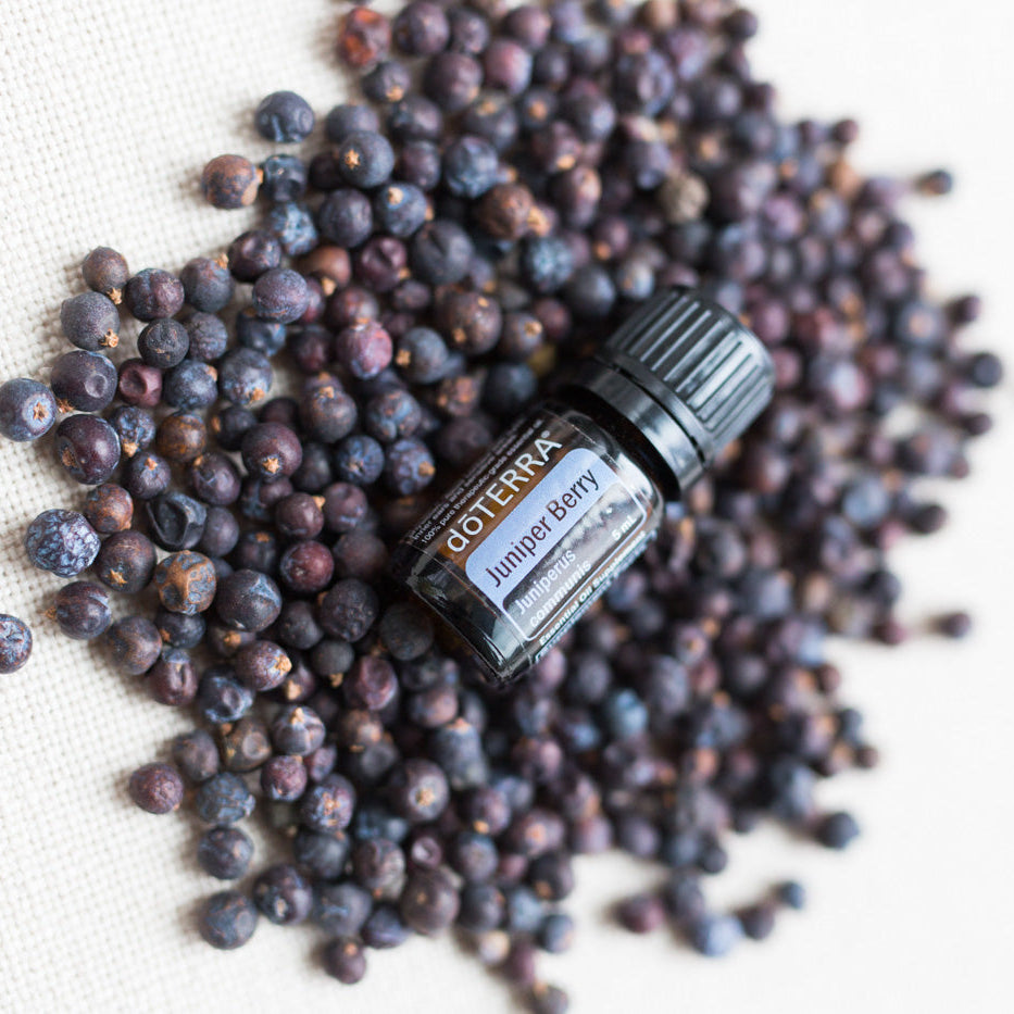 doTERRA Juniper Berry essential oil bottle on a bed of juniper berries.
