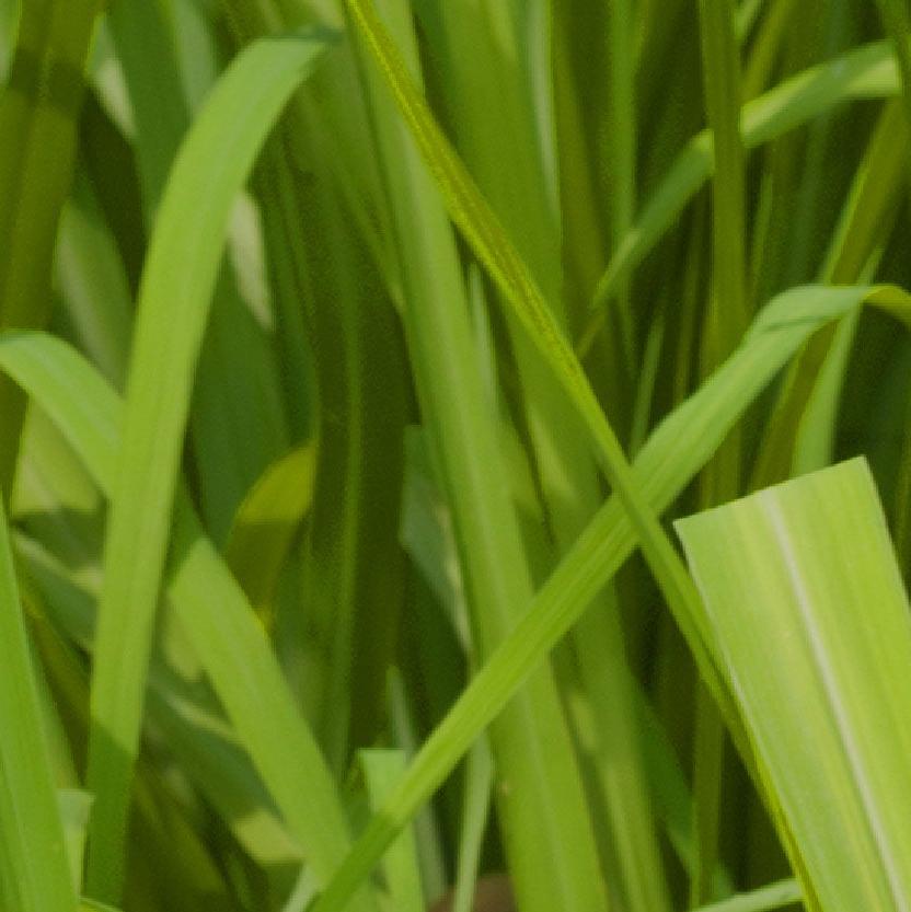 doTERRA Terrashield Essential Oil 15ML - The Mystical Moon Online Store