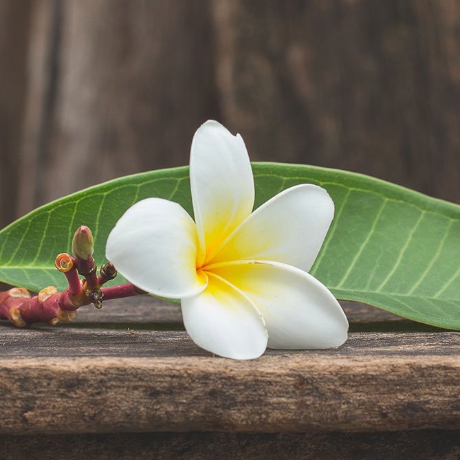 Frangipani Oil by Sun's Eye, Ritual Oil