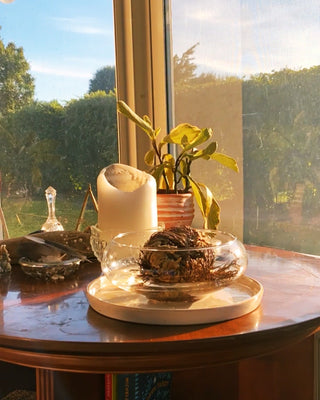 Rose of Jericho - The Resurrection Plant - The Mystical Moon Online Store