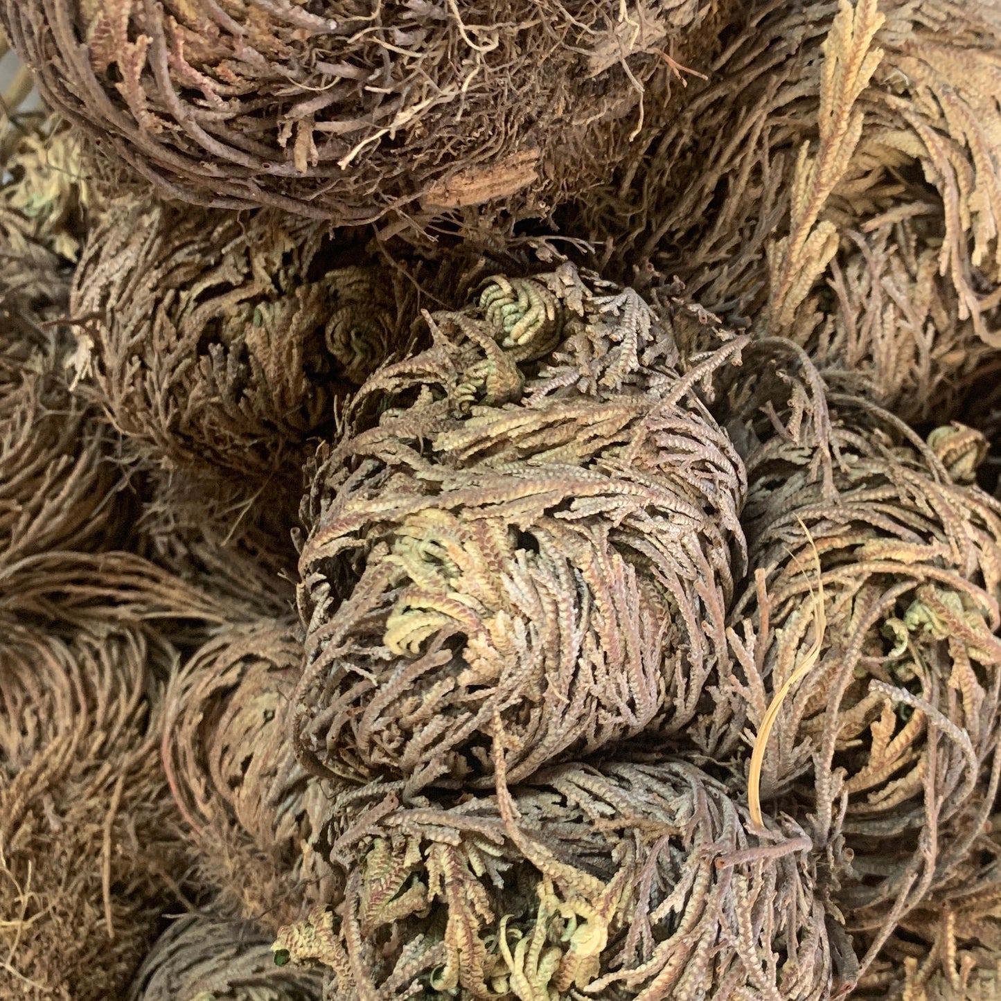 Rose of Jericho upclose