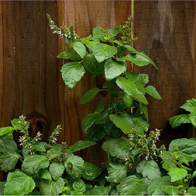 Patchouly Dark Oil By Sun's Eye - The Mystical Moon Online Store