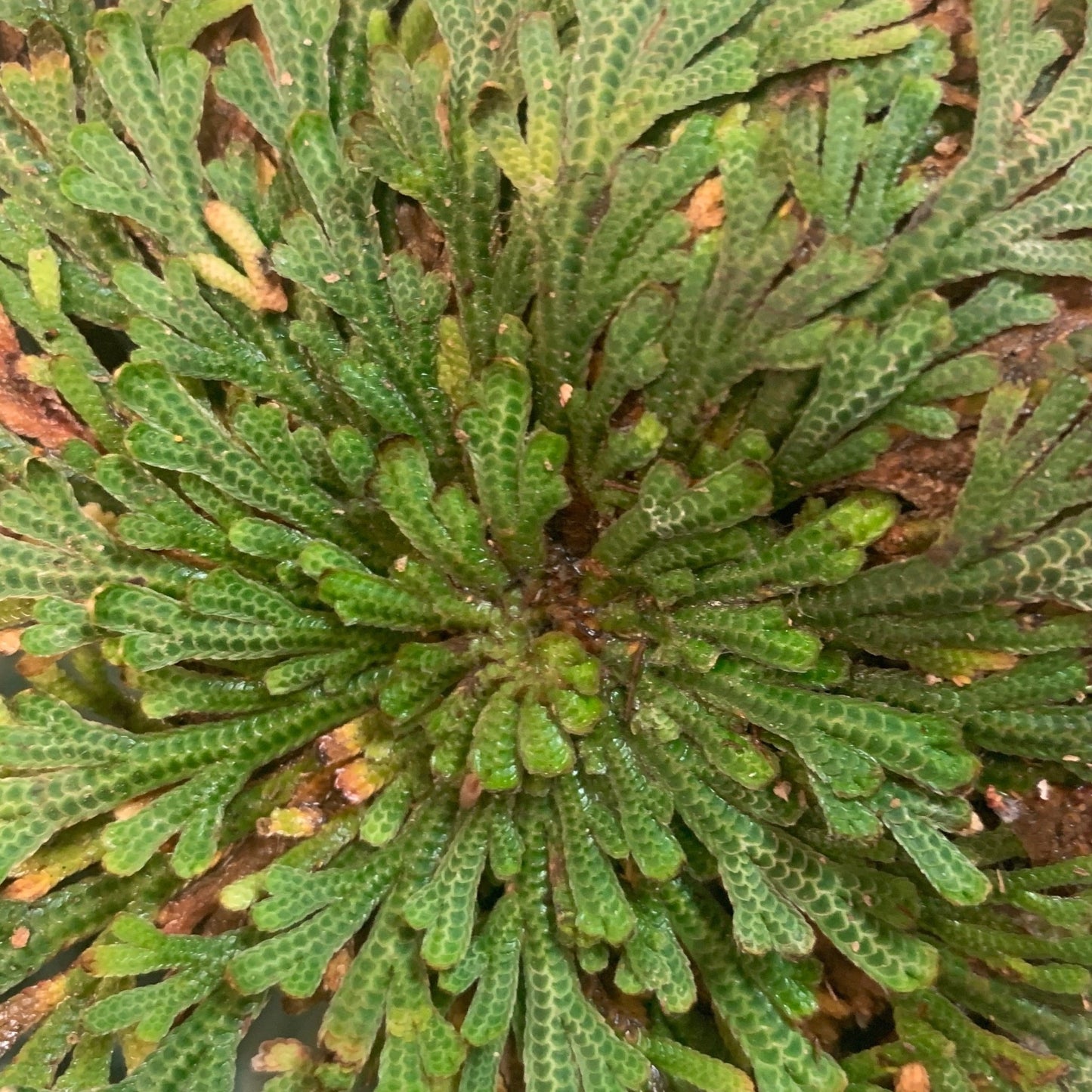 Rose of Jericho Resurrection Plant – True Rose of Jericho for Manifestation - The Mystical Moon Online Store