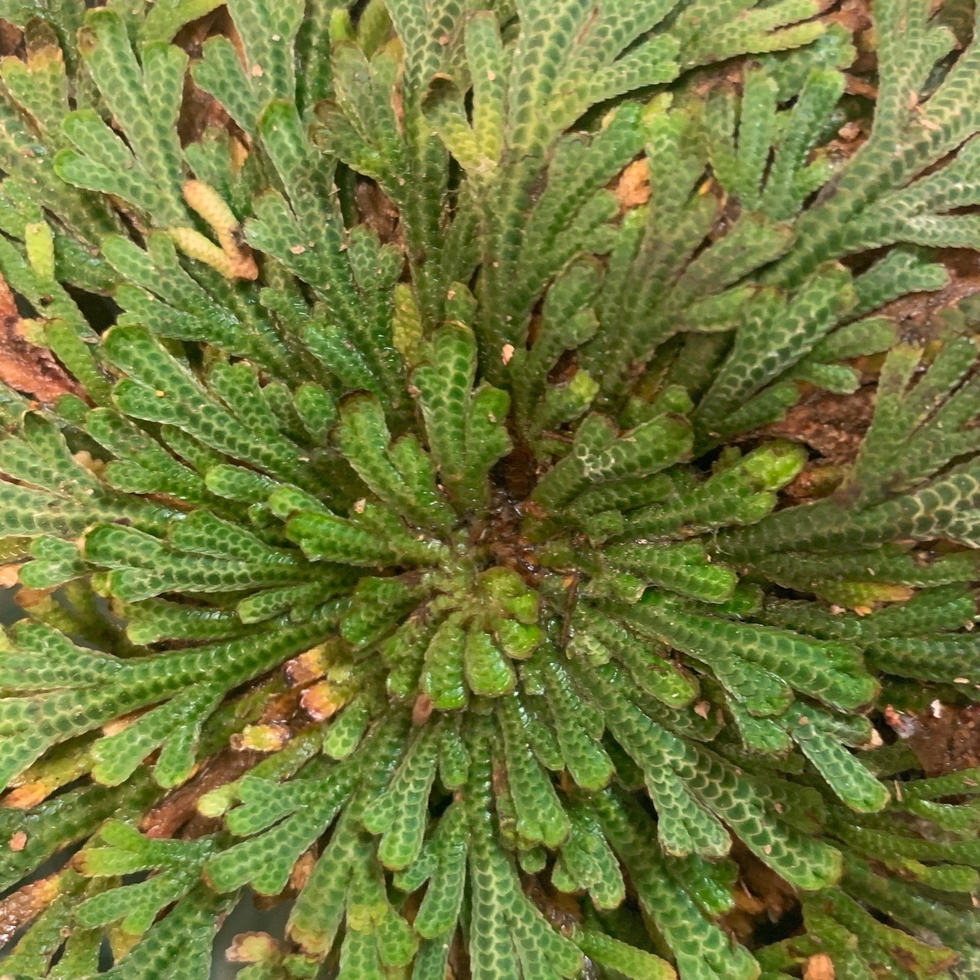 Rose of Jericho Resurrection Plant – True Rose of Jericho for Manifestation - The Mystical Moon Online Store