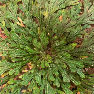 Rose of Jericho Resurrection Plant – True Rose of Jericho for Manifestation - The Mystical Moon Online Store