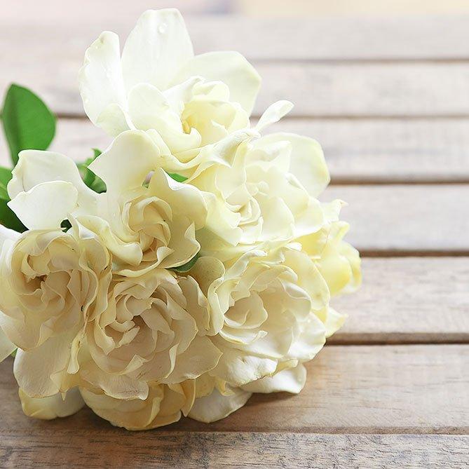 Gardenia Oil By Sun's Eye - The Mystical Moon Online Store