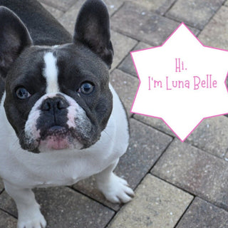 Intuitive Crystal Picks By Luna Belle - The Mystical Moon Online Store