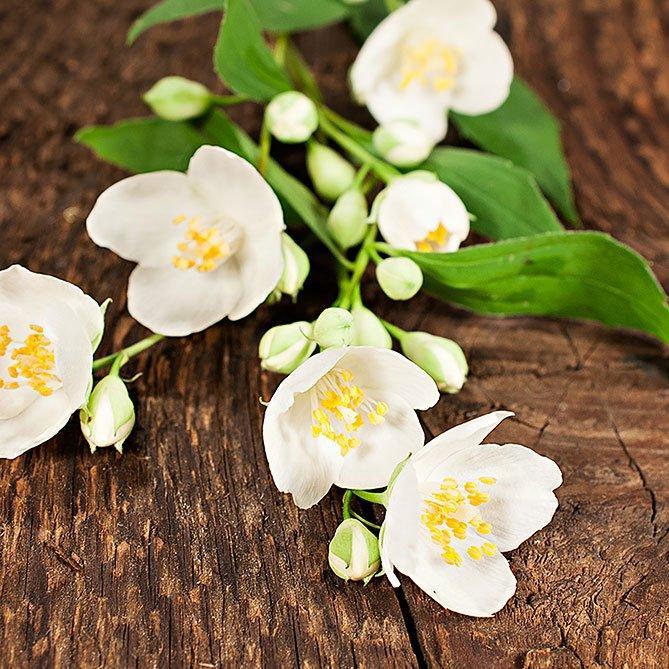 Jasmine Oil By Sun's Eye - The Mystical Moon Online Store
