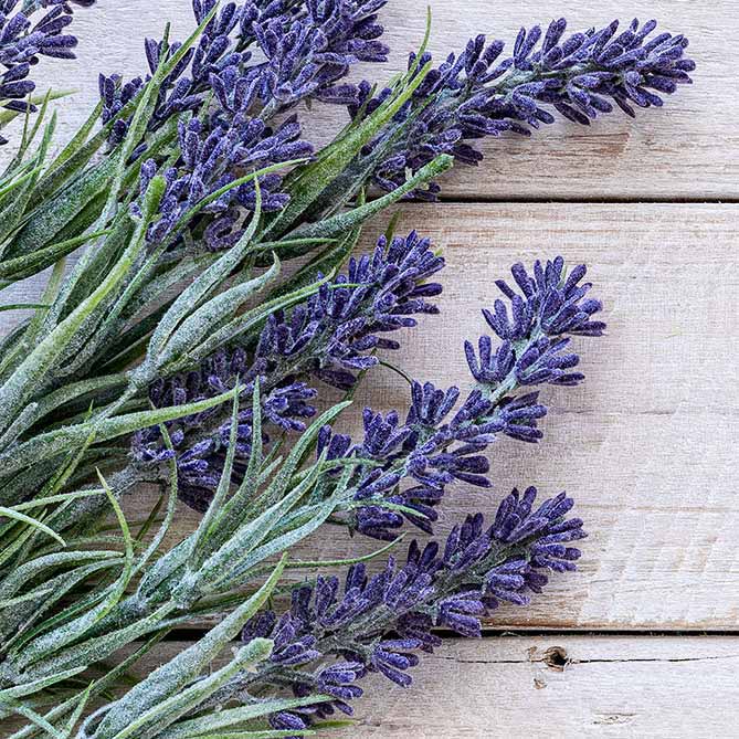 Lavender Oil By Sun's Eye - The Mystical Moon Online Store