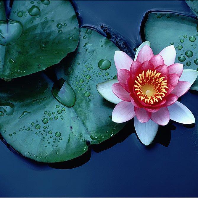 Lotus Oil By Sun's Eye - The Mystical Moon Online Store