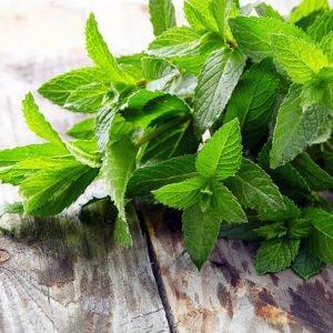Peppermint Oil By Sun's Eye - The Mystical Moon Online Store