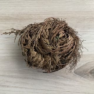 Rose of Jericho Resurrection Plant – True Rose of Jericho for Manifestation - The Mystical Moon Online Store