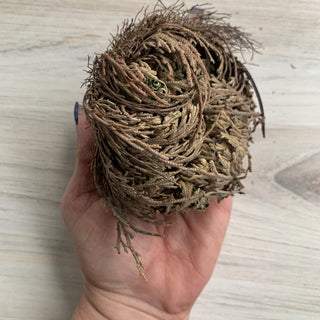 Hand holding a rose of jericho on a light wooden surface