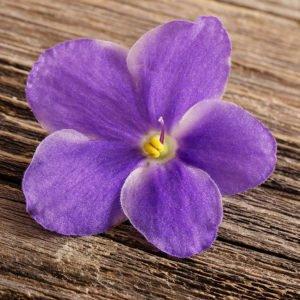 Violet Oil By Sun's Eye - The Mystical Moon Online Store